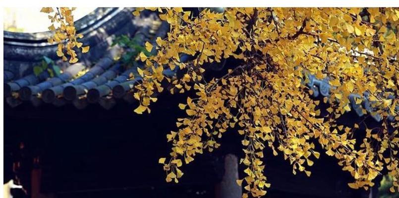 阳光洒满回忆（那些温暖的时光）