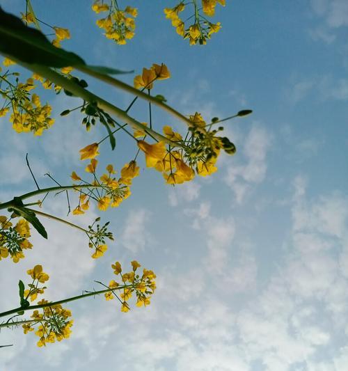 春暖花开，人生如梦（用心品味春天，感悟生命之美）