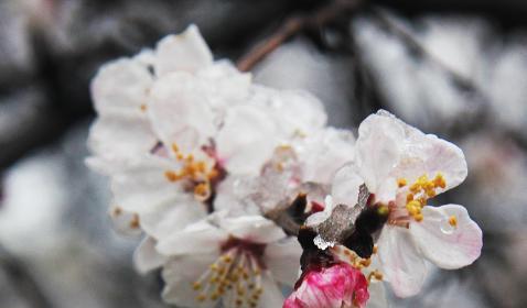 寒春之梦（春色撩人，冰雪翻腾，倒春寒如影随形）