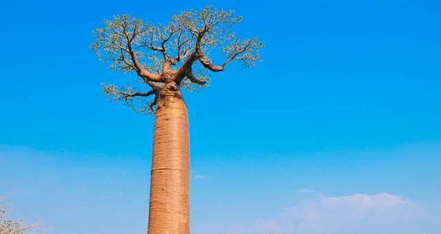 TheTreeofLife（Astoryofgrowth,love,andloss）