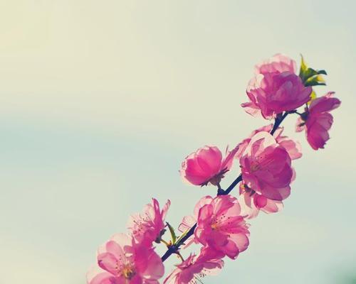 爱恨交织的人生（一个家庭的情感故事）
