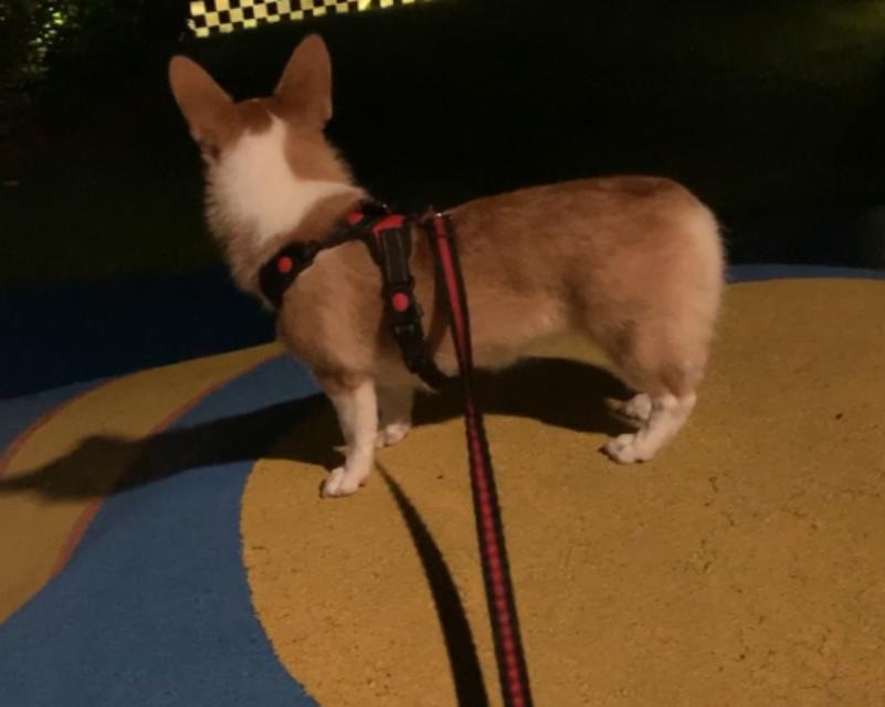 玩耍的日子