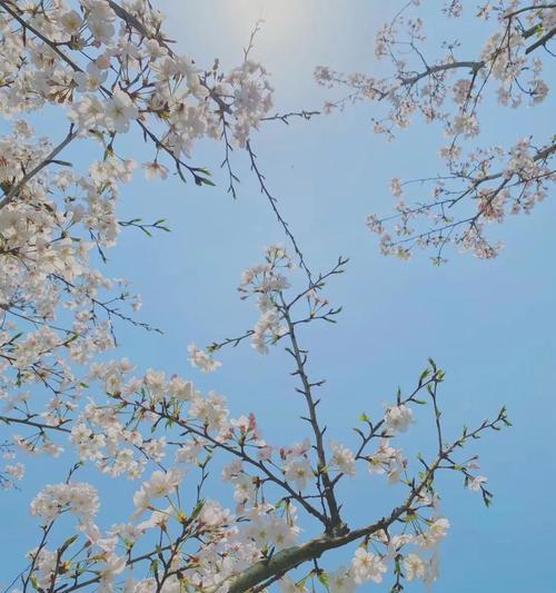 春天里的小确幸（春天里的小确幸）