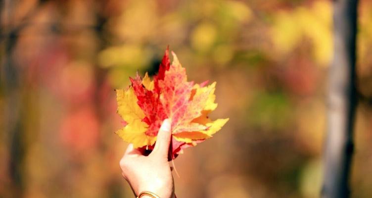 TheAutumnLeavesofRemembrance（AStoryofLoveandLoss）