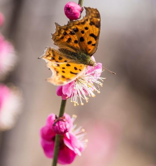 挫折不倒，以梅花每一次花开为座右铭（挫折不倒，以梅花每一次花开为座右铭）