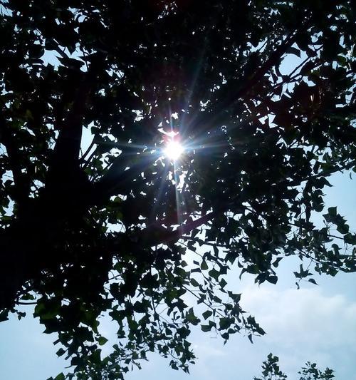 心灵日光——以心若阳光，人间处处皆美景（用一颗心去感受世界，如同看到阳光般美好）
