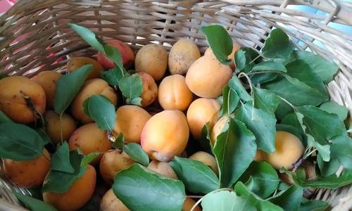 错过的杏花季（懊悔的春天，回忆的夏天）
