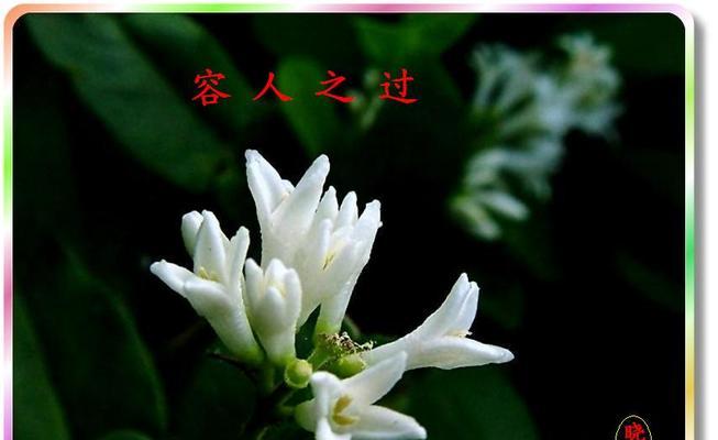 宽容的美丽（一位女孩的善良改变了一个城市）