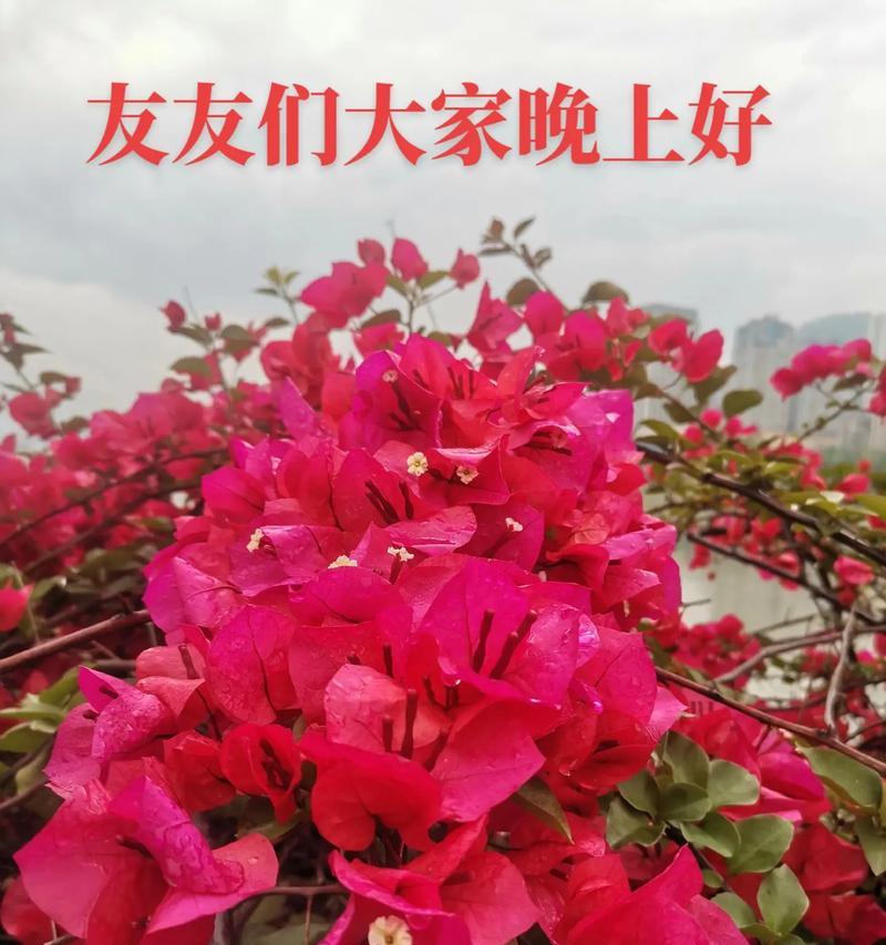 穷寒之家的幸福（母爱的伟大）