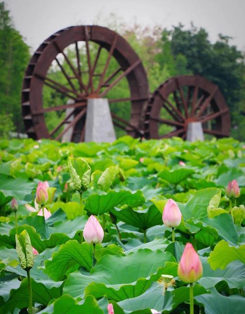 美丽的生命之旅