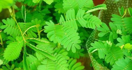 含羞草（探寻含羞草与人类之间的秘密）