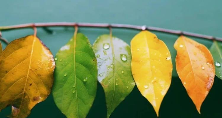 风雨后的生命（重生之路）