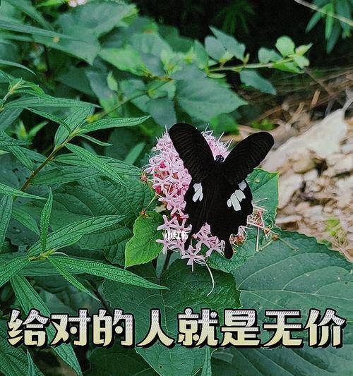 一颗善良的心（带来无尽的温暖）