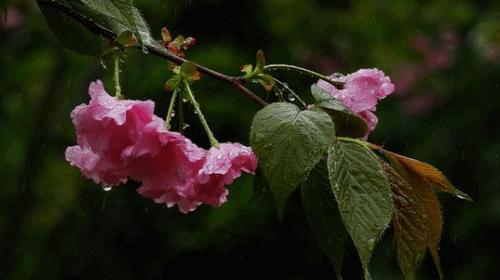 春雨的惊喜（一个少年与春雨的故事）