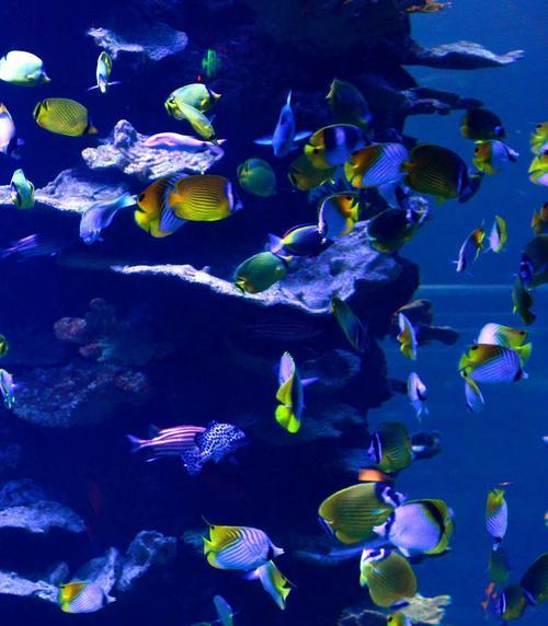 深海探秘记——那个失落的海底世界（一群勇敢的探险家在大海深处发现了一座神秘海底城）