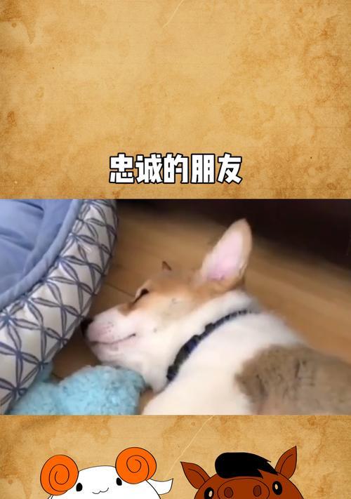 朋友情深，忠诚相伴（一段友情的传奇）