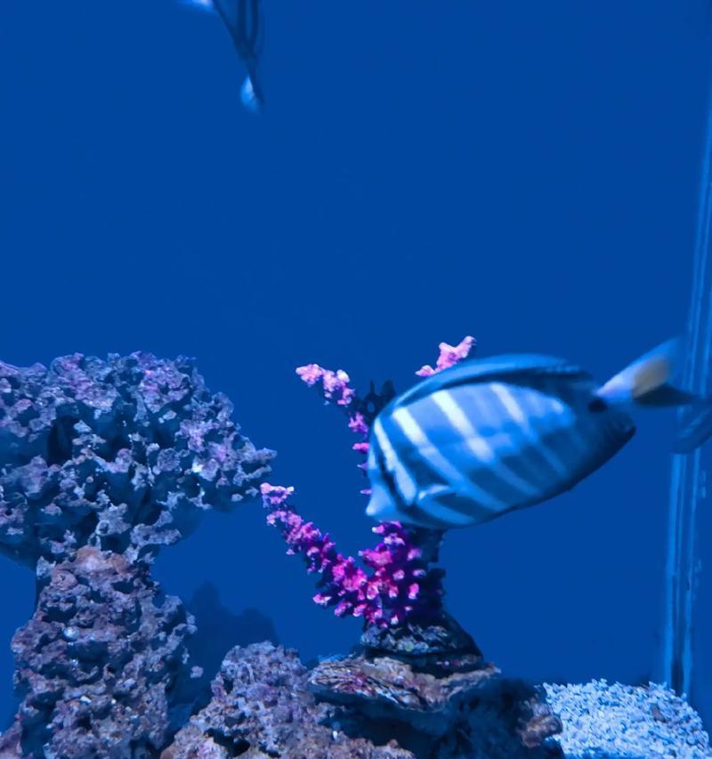 海底世界的奇妙冒险：一个小女孩与海洋生物的不可思议之旅