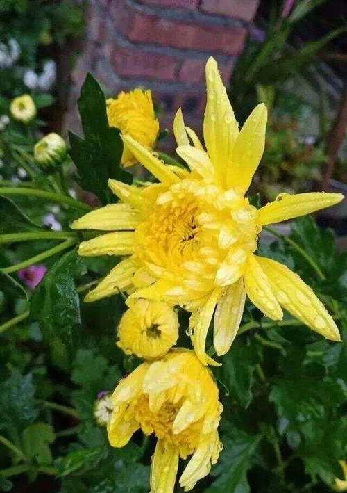 我爱故乡的野菊花