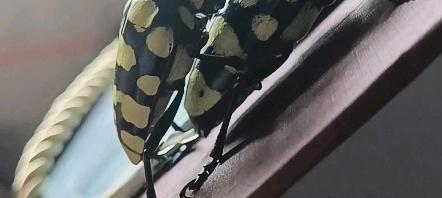 神奇自然的掌控（探寻大自然的奥妙）