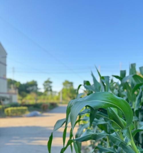 迷惘的选择（担忧与勇气）