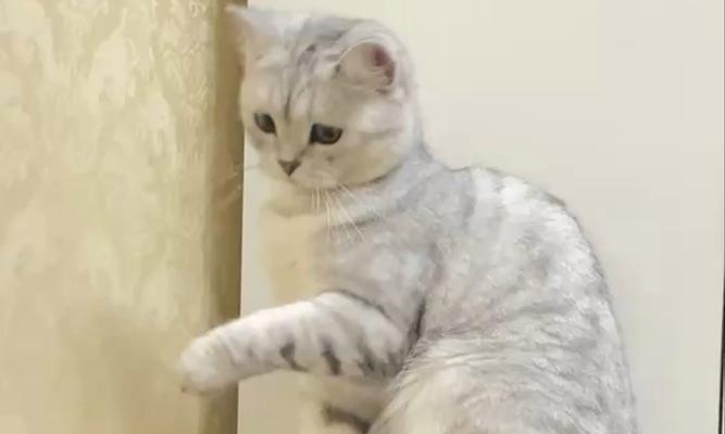 小猫咪的成长故事（萌宠变身大将军）