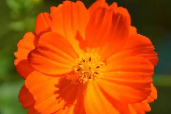 心中的芬芳（一朵花，一份情）
