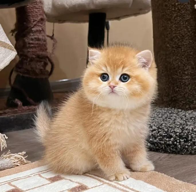 小猫咪的奇幻冒险（一只萌萌的小猫咪，在奇幻世界中的冒险经历）