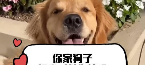 狗狗的智慧（一只聪明的狗狗如何帮助主人渡过难关）