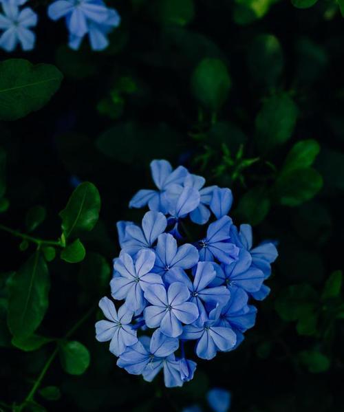 小雨的花海人生（在喧嚣中追寻淡雅之美）