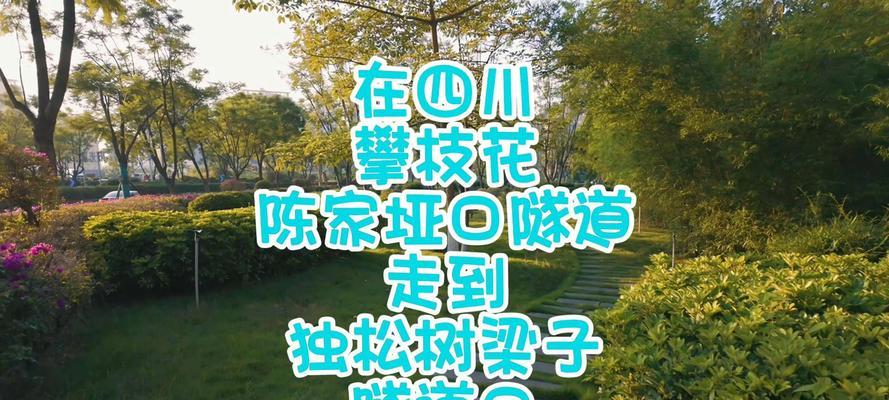 神秘的松树（枝繁叶茂、千姿百态）