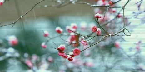 梅花借喻人生路（以梅喻人生路，解读人生经历）