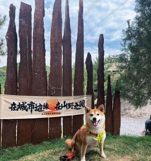 温暖的陪伴（他们给了我勇气和力量）