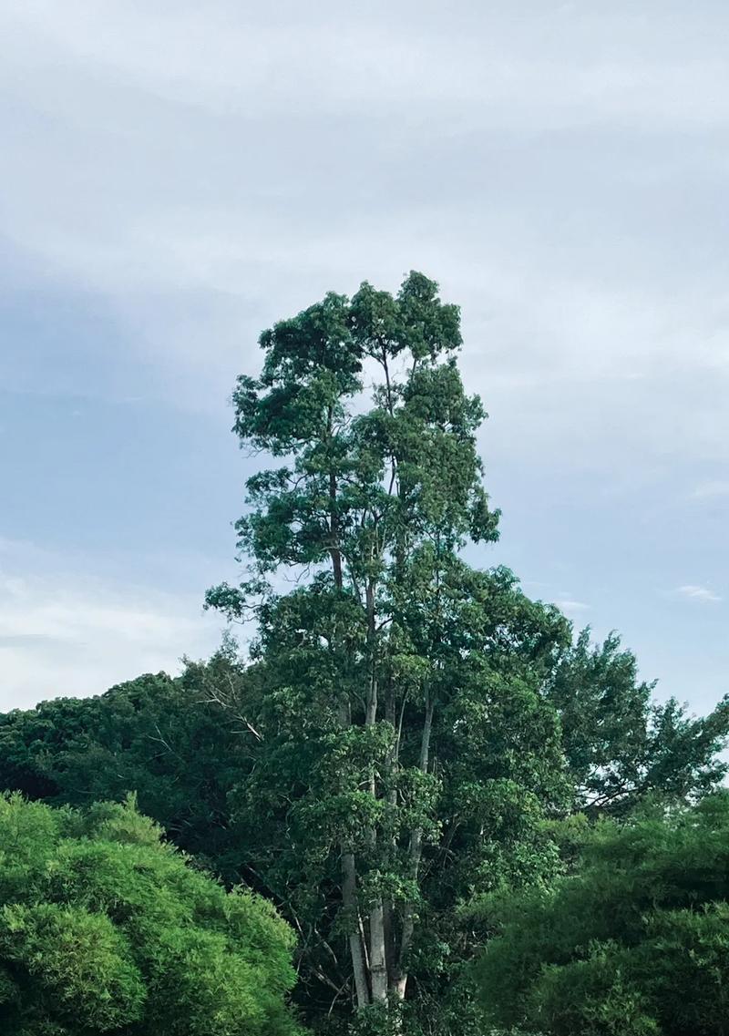 不屈不挠的精神（奋斗路上的磨难）