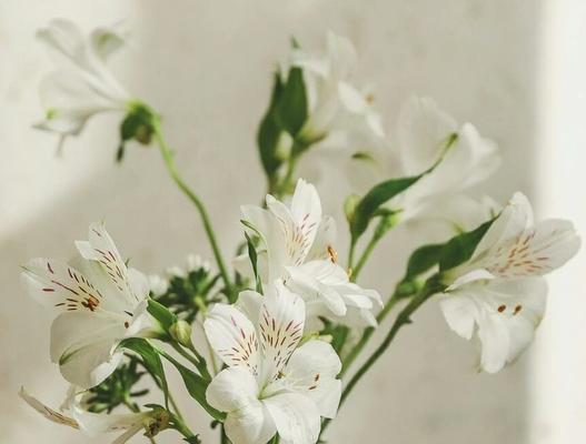心中开花：那朵迷人的玫瑰