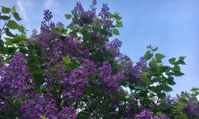 TheFragrantEncounterofSpring（ATaleofLoveandJoy）