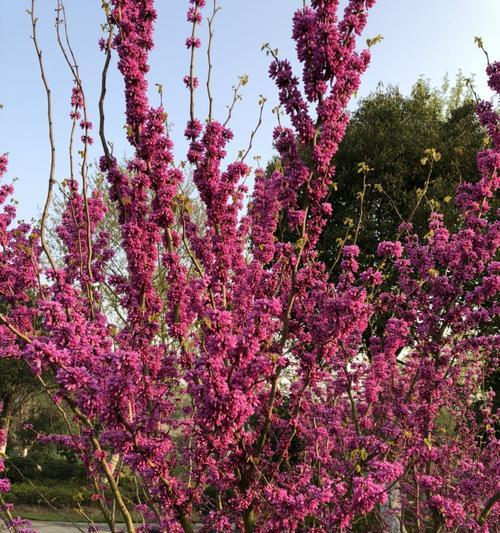 春天美丽故事（一场蜜蜂的冒险）