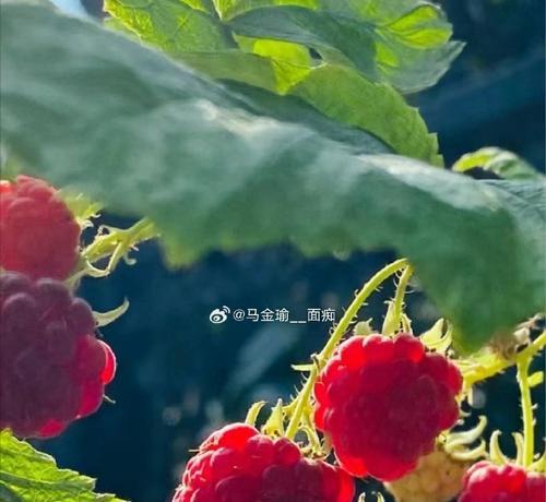 夏天的味道（那些带我回忆往昔的滋味）