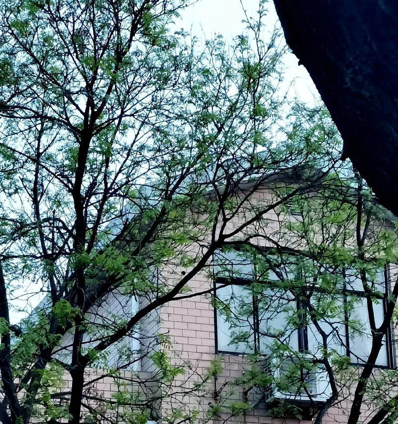 春日里的美好（花开的季节，心也跟着灿烂起来）