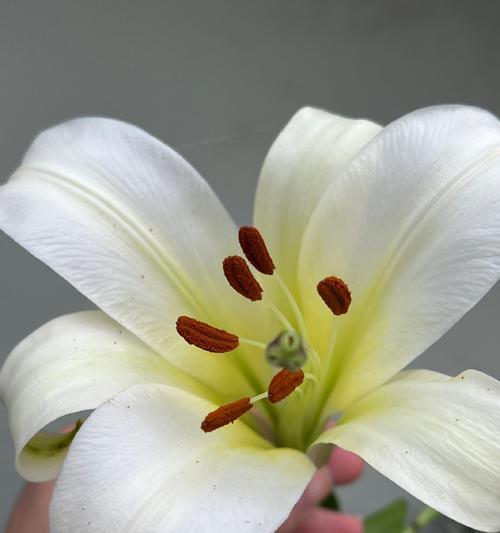 百合花之恋(寻找真爱的百合花)