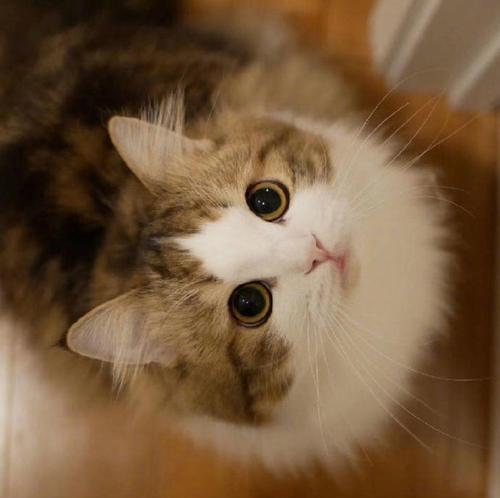 花猫小姐的故事(一个寻找家的小猫咪的成长历程)