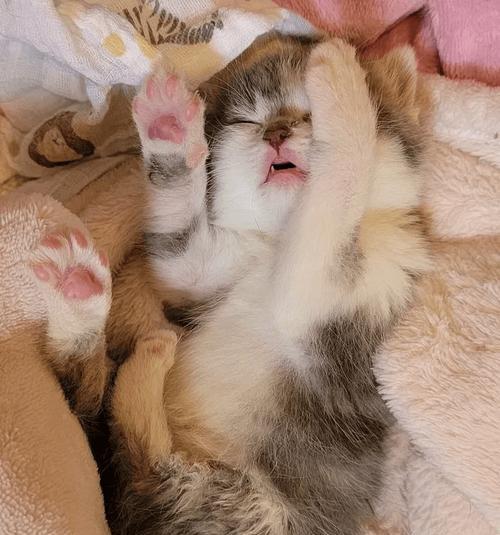 一只小猫咪的温馨故事（一只小猫咪的温馨故事）