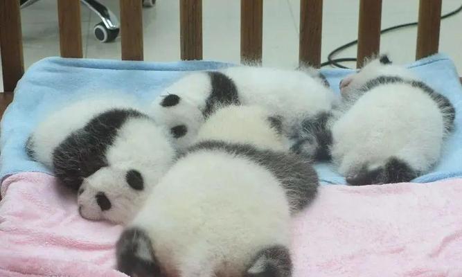 国宝大熊猫的故事——它的生命之路（与小娟一同探寻大熊猫的神秘世界）