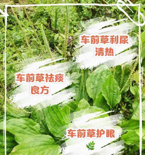 阳光下的车前草（一个小女孩的成长故事）