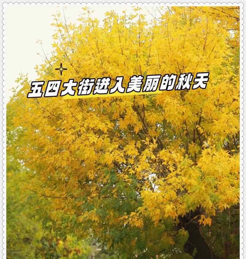 秋天的故事（感受生命之美）