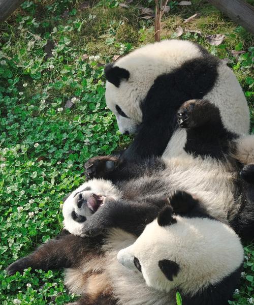 相爱的熊猫（他们的故事）