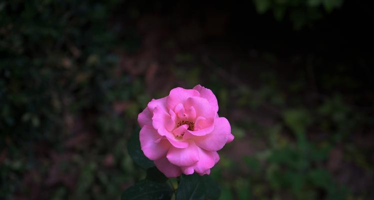 芬芳之约（香气的魅力）