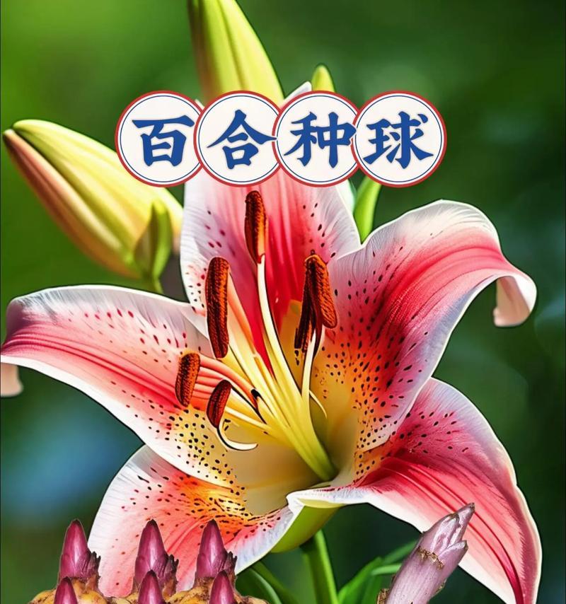 一个姑娘寻找百合花的故事（一个姑娘寻找百合花的故事）