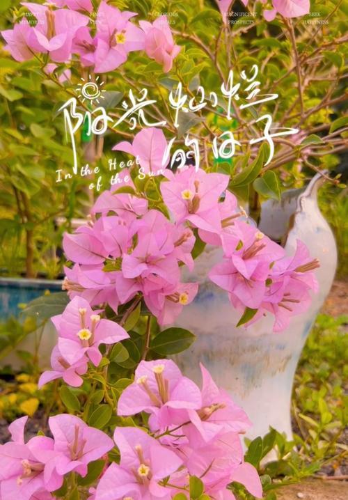 静静观赏（在大自然中的美好时光）