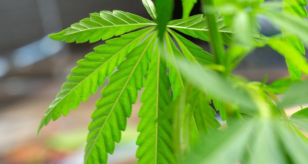 含羞草（一个小女孩与一株含羞草的故事）