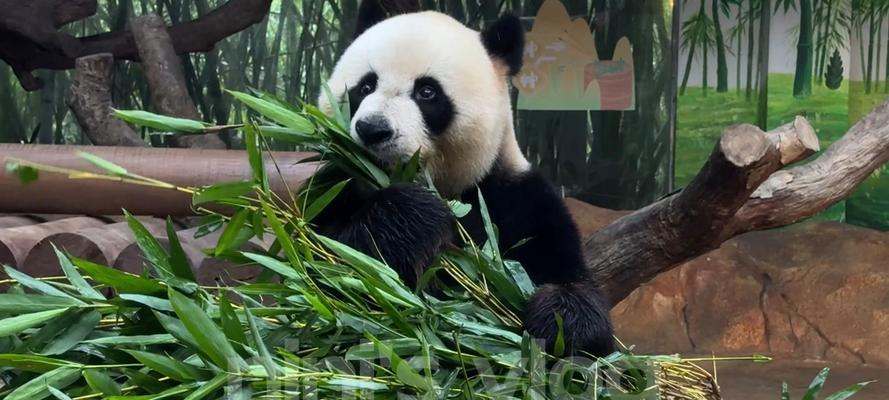 长得很可爱的小猫咪（一只小猫咪的成长史）